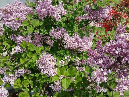 ライラックと赤つつじ つつじ,ライラック,植物の写真素材