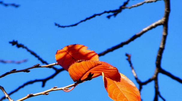Autumn sky and dead leaves Autumn sky and dead leaves
