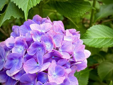 紫陽花 04 紫陽花 04 あじさい,手毬咲き,花の写真素材