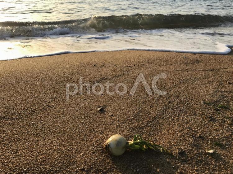 砂浜のたまねぎ 玉ねぎ,たまねぎ,海の写真素材