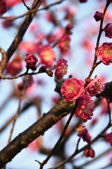 Plum (Yaekankou), JPG Plum (Yaekankou), JPG
