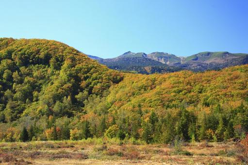 紅葉の乗鞍高原 乗鞍高原,紅葉,秋の写真素材