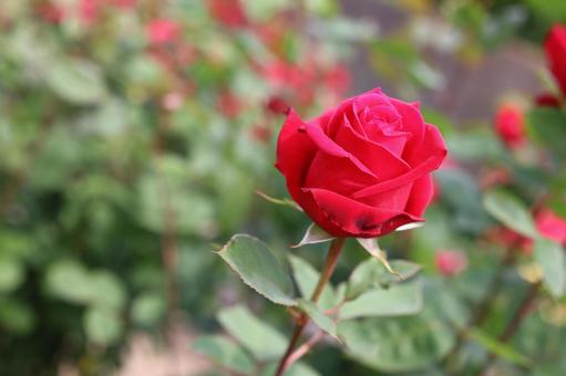 バラ園にて赤い薔薇を撮影しましたの写真