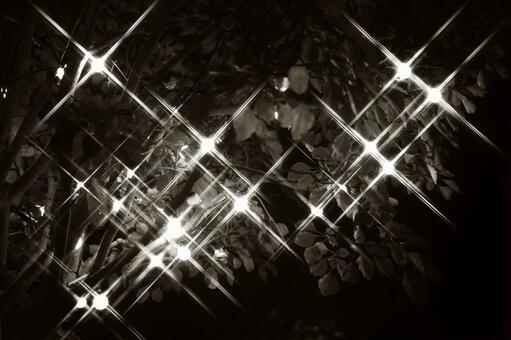 モノクロームの樹木の輝く装飾 イルミネーション,ライトアップ,樹木の写真素材