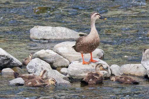 親鳥が見守る中食事をするカルガモ幼鳥 親鳥が見守る中食事をするカルガモ幼鳥 カルガモ,軽鴨,夏留鴨の写真素材