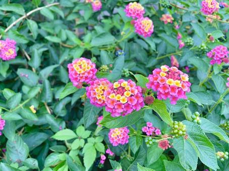 カラフルなランタナ3 カラフルなランタナ3 ランタナ,シチヘンゲ,花の写真素材