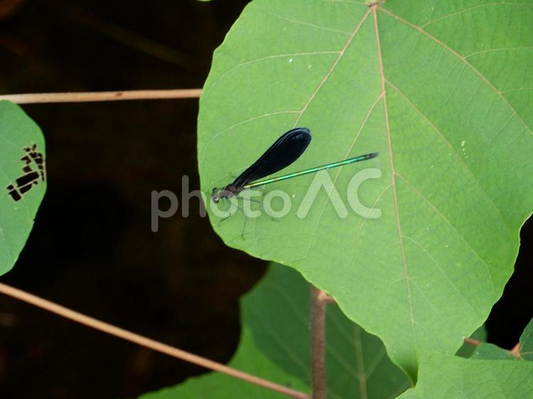 【昆虫写真】ハグロトンボ（羽黒蜻蛉） ハグロトンボ,羽黒蜻蛉,生き物の写真素材