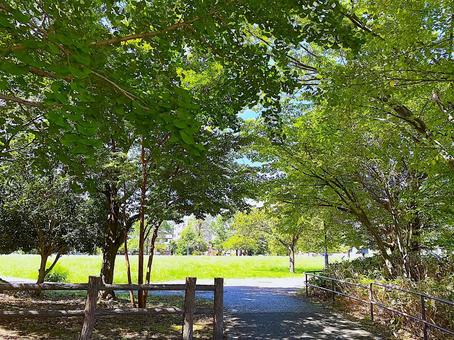 Photo, sunbeams leaves, shade, park, 