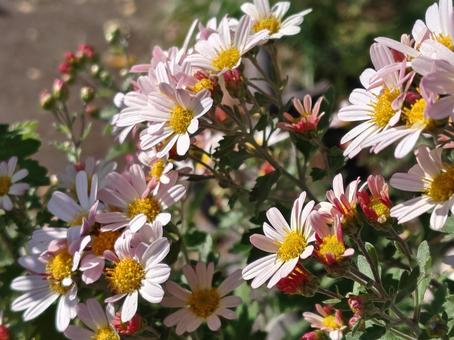 野菊 キク科,野草,自然の写真素材