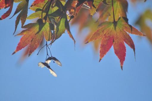 モミジの種子 種子,モミジ,羽の写真素材