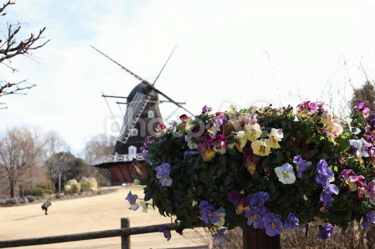 風車とお花 風車,デンマーク,お花の写真素材