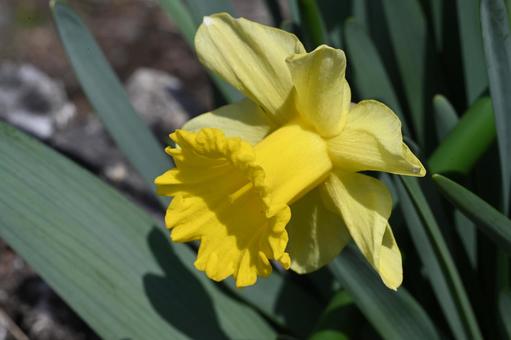 近所の庭に咲いた水仙の花 近所の庭に咲いた水仙の花の写真