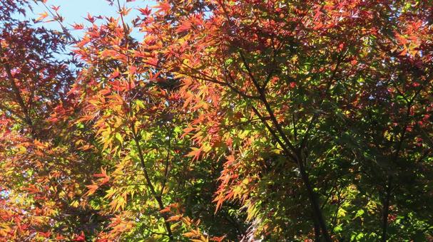 紅葉　鮮やかなグラデーション 紅葉,紅葉狩り,グラデーションの写真素材