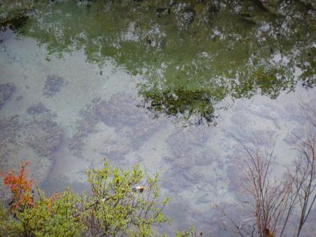 透き通る九寨溝の水に映る木々の影 透き通る九寨溝の水に映る木々の影の写真
