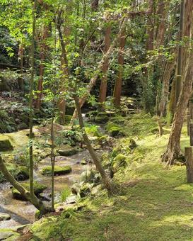 小川 小川 林道,自然,緑の写真素材