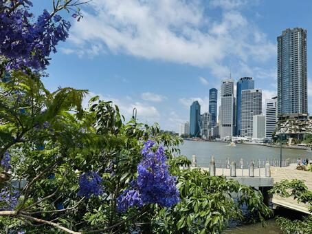ビルとジャカランダ オーストラリア,風景,観光の写真素材