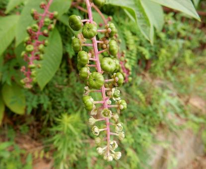 【植物写真】ヨウシュヤマゴボウ 【植物写真】ヨウシュヤマゴボウの写真