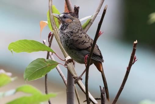 チャミミガビチョウ チャミミガビチョウ チャミミガビチョウ,野鳥,インドの写真素材