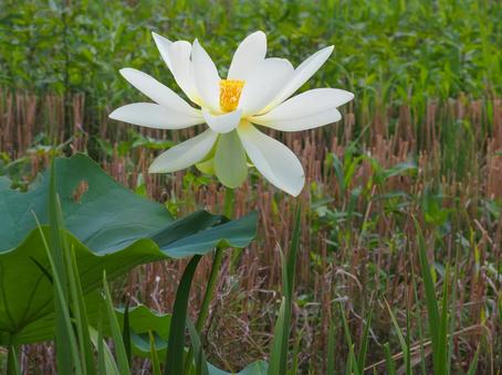 Lotus flowers of Konosu Falls Umamuro, JPG Lotus flowers of Konosu Falls Umamuro, JPG