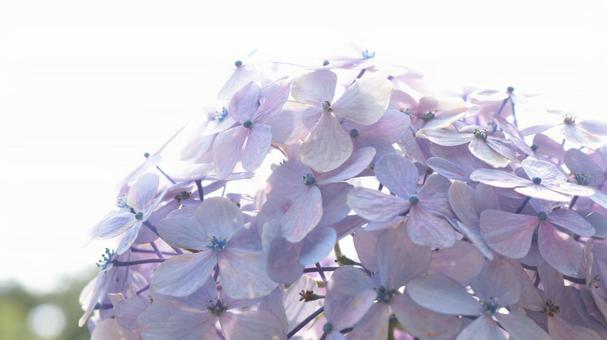 光を浴びる紫陽花 クローズアップ 逆光 光を浴びる紫陽花 クローズアップ 逆光の写真