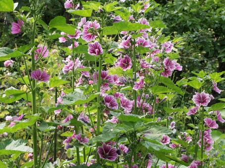 コモンマロウ　咲く風景 草花,鮮やか,自然風景の写真素材