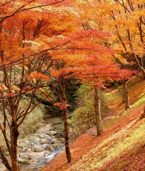 紅葉　長野県　もみじ湖 紅葉,長野県,箕輪町の写真素材