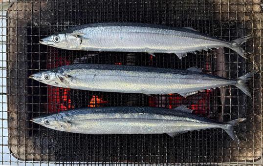 秋刀魚(さんま)を炭火で網焼き 秋刀魚(さんま)を炭火で網焼きの写真
