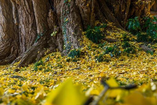 丸森の大銀杏⑻ イチョウ,黄葉,秋の写真素材