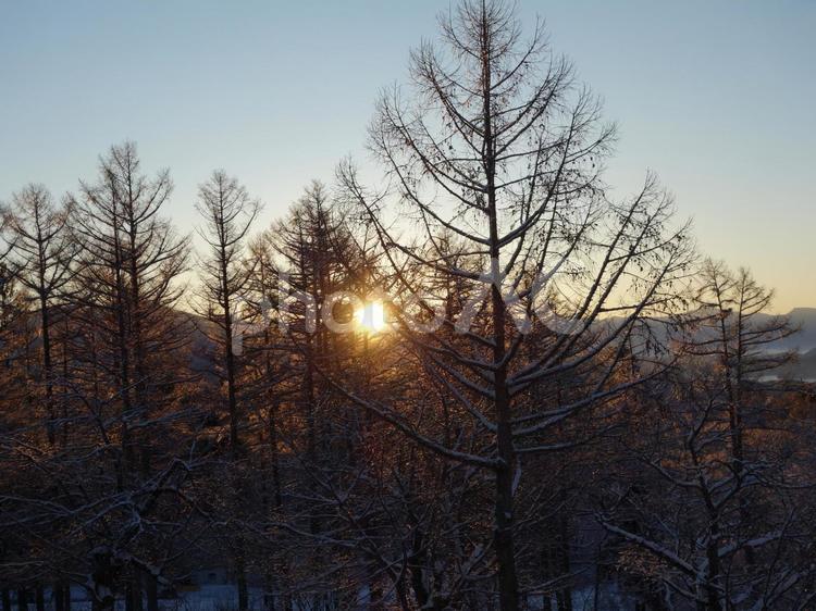 木漏れ日 妙高高原,朝日,早朝の写真素材