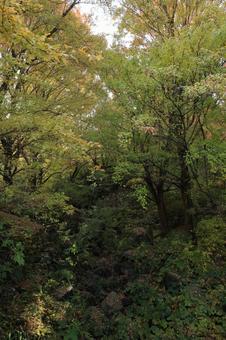 秋の景色 景色,秋,紅葉の写真素材