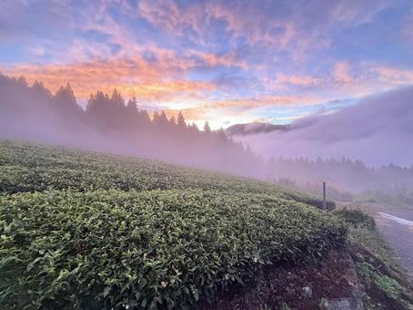茶畑の朝の写真