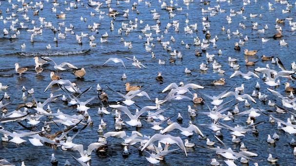 沼津市西浦木負の河口付近に飛来した渡り鳥 海,秋,冬の写真素材