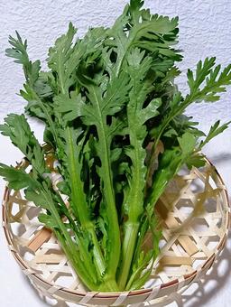 春菊 春菊,野菜,葉菜類の写真素材