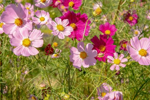 北海道　秋桜 秋桜,コスモス,花の写真素材