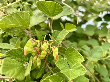 タンキリマメの青い実 タンキリマメの青い実 雑草,タンキリマメ,豆の写真素材