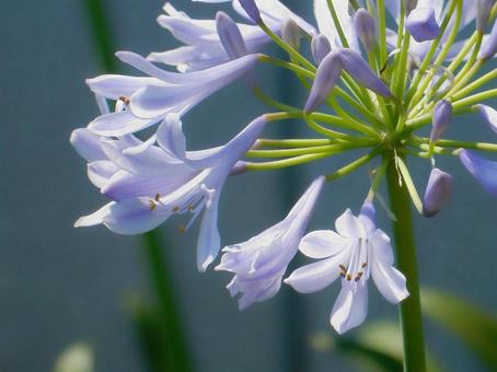 Photo, agapanthus, purple clam, blue, 