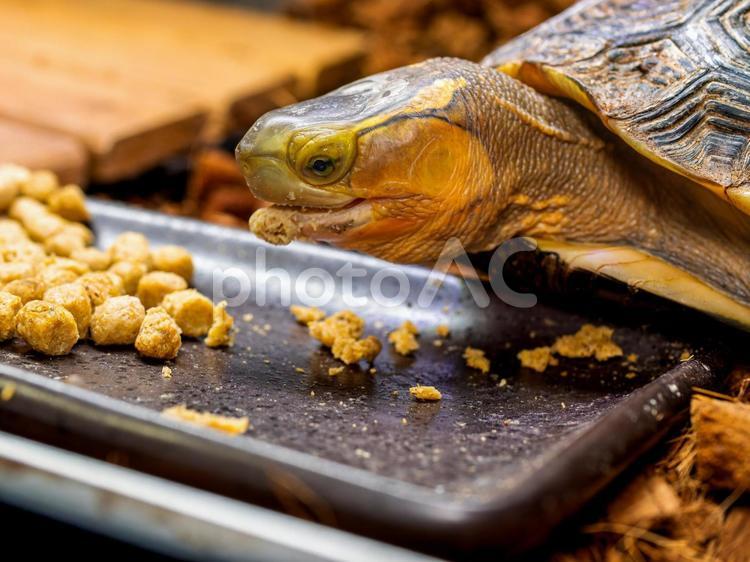 餌を食べるセマルハコガメ セマルハコガメ,ハコガメ,カメの写真素材
