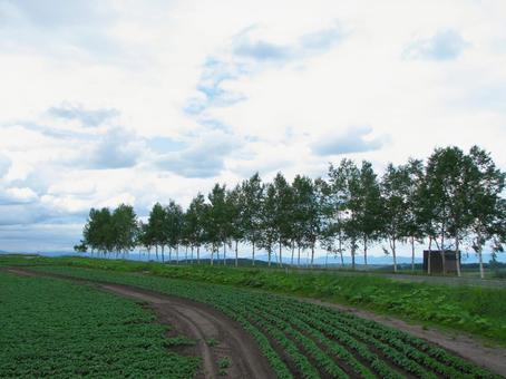 美瑛の白樺並木 200906 美瑛の白樺並木 200906 北海道,美瑛,白樺並木の写真素材