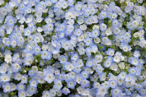 Nemophila, JPG Nemophila, JPG