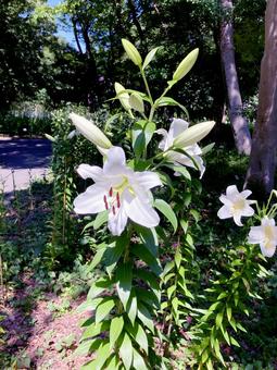 ユリ ユリ ユリ,百合,花の写真素材