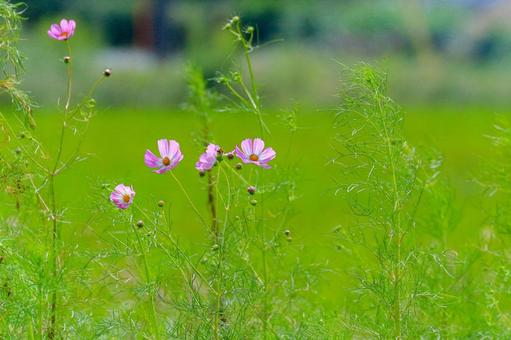 こすもす こすもす こすもす,秋桜,秋の写真素材
