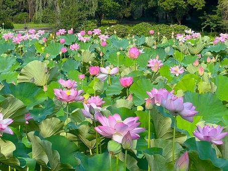 【古河公方公園】美しい蓮の花の風景 ④ 蓮の花,ピンク,花の写真素材