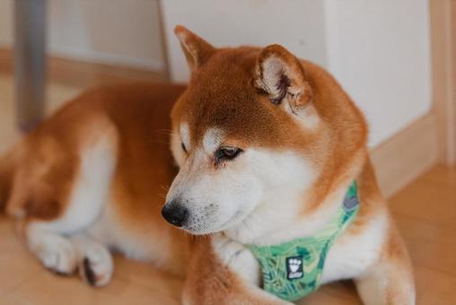 毛繕いが終わってホッとひと息つく柴犬 毛繕いが終わってホッとひと息つく柴犬の写真