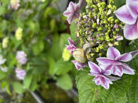 Hydrangea and snail, JPG