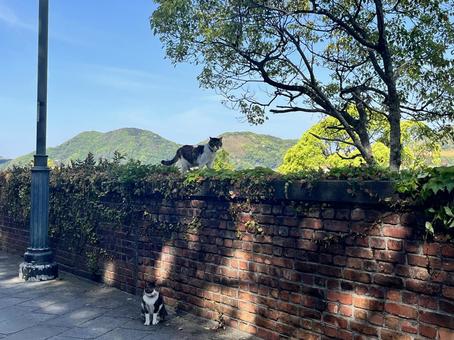長崎の街並みと野良猫 野良猫,地域猫,長崎の写真素材