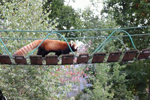 A zoo with red pandas crossing a bridge, JPG A zoo with red pandas crossing a bridge, JPG