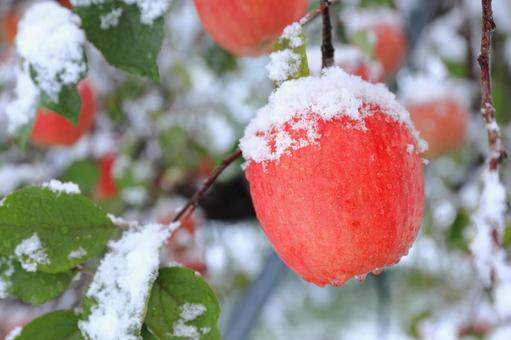 雪のかぶったふじりんご 雪,冬,自然の写真素材