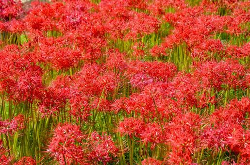 赤く咲き誇る彼岸花 彼岸花,花,植物の写真素材