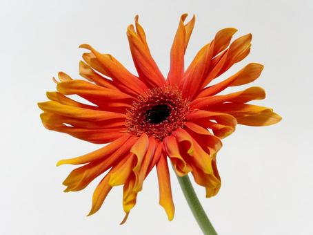 オレンジ色のガーベラの花 花,ガーベラ,植物の写真素材