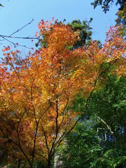 郊外の山林で色づく紅葉 郊外の山林で色づく紅葉 紅葉,もみじ,木の写真素材